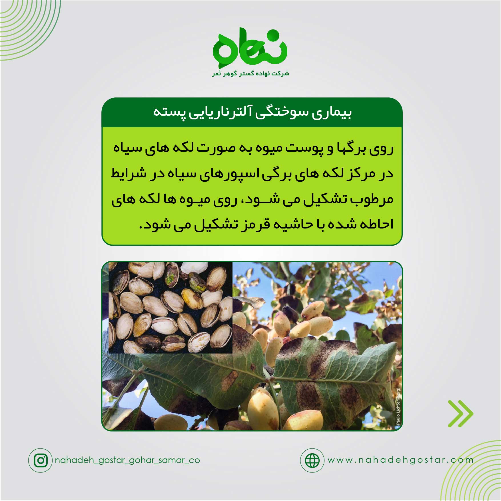 بیماری سوختگی آلترناریایی پسته